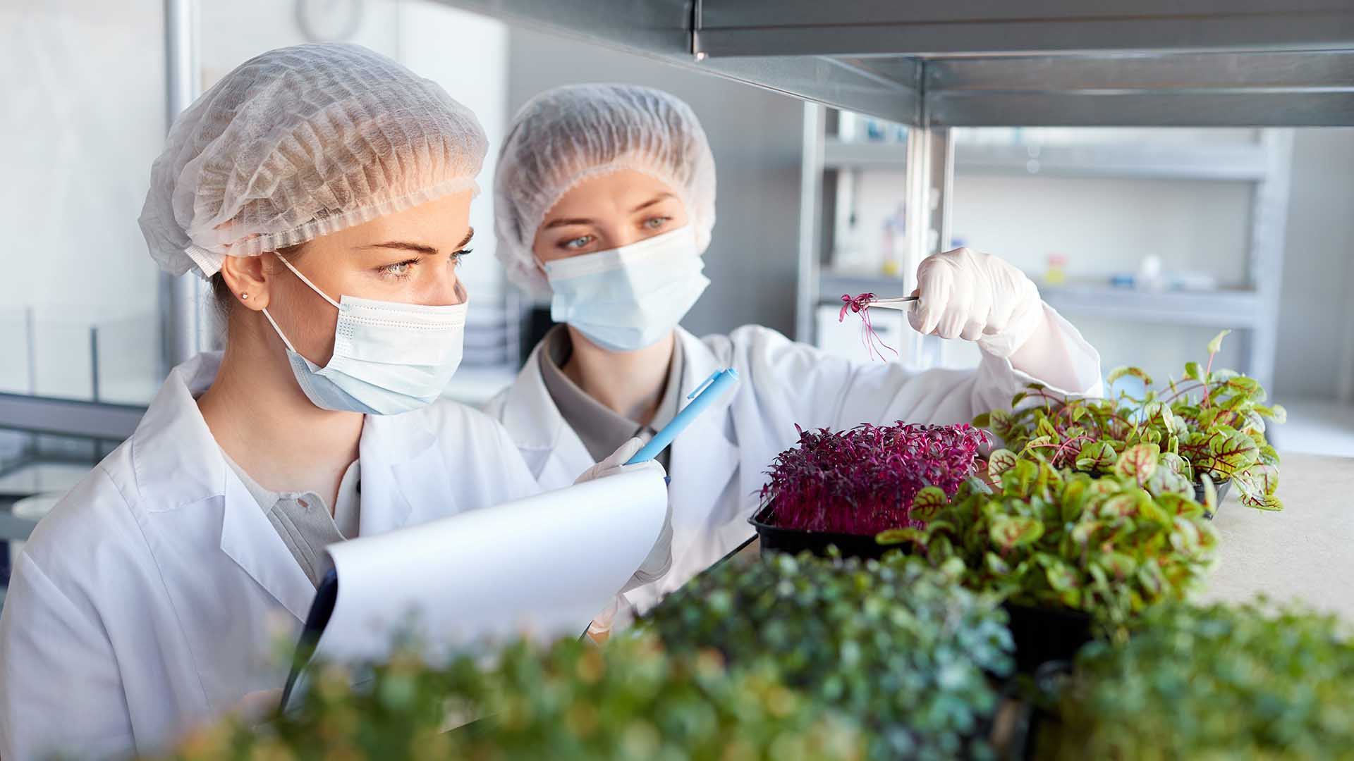 Dos profesionales examinando productos vegetales con material de protección